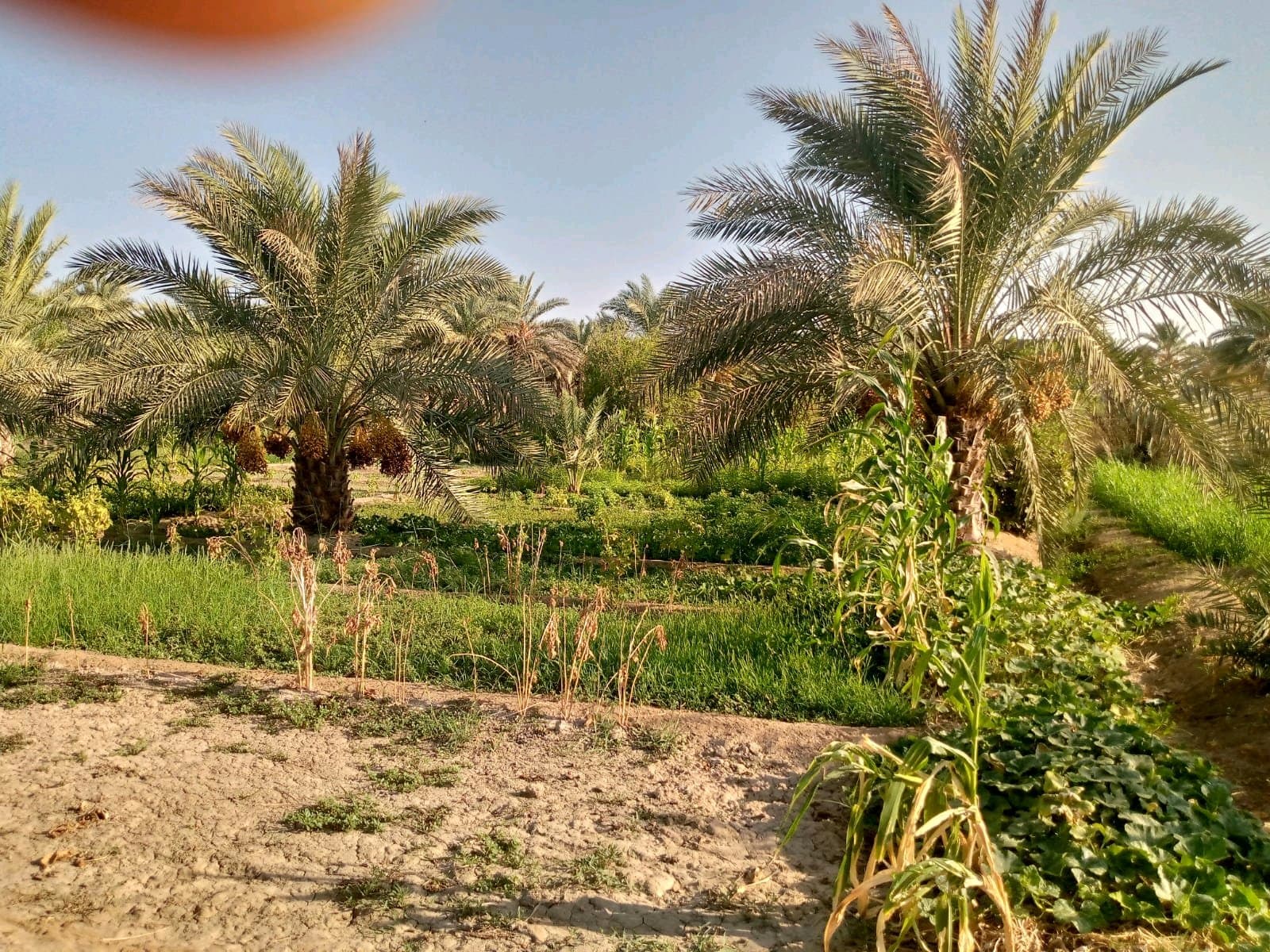 دونم فيه بيتان للبيع 