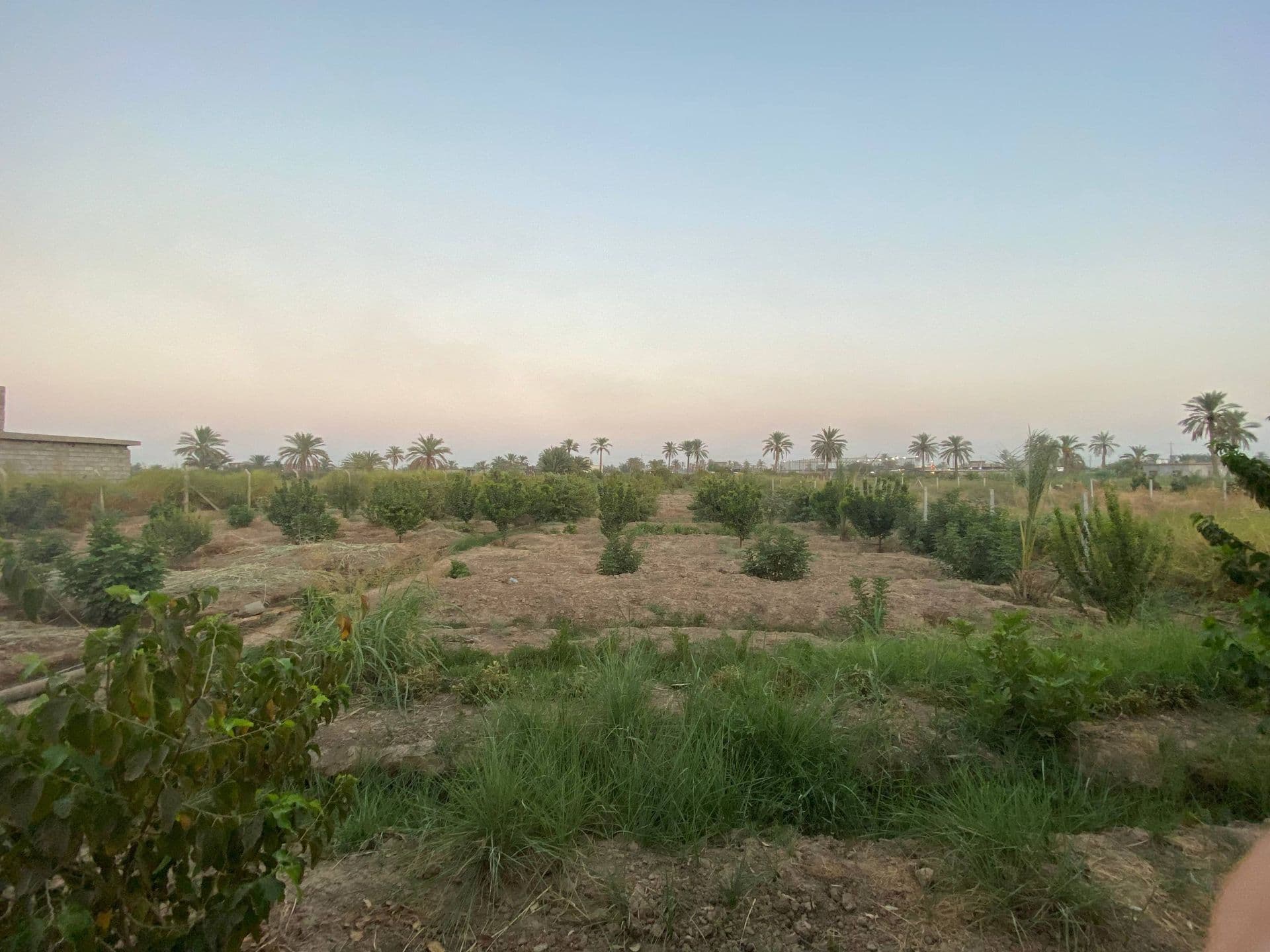 بستان زراعية للبيع - 3