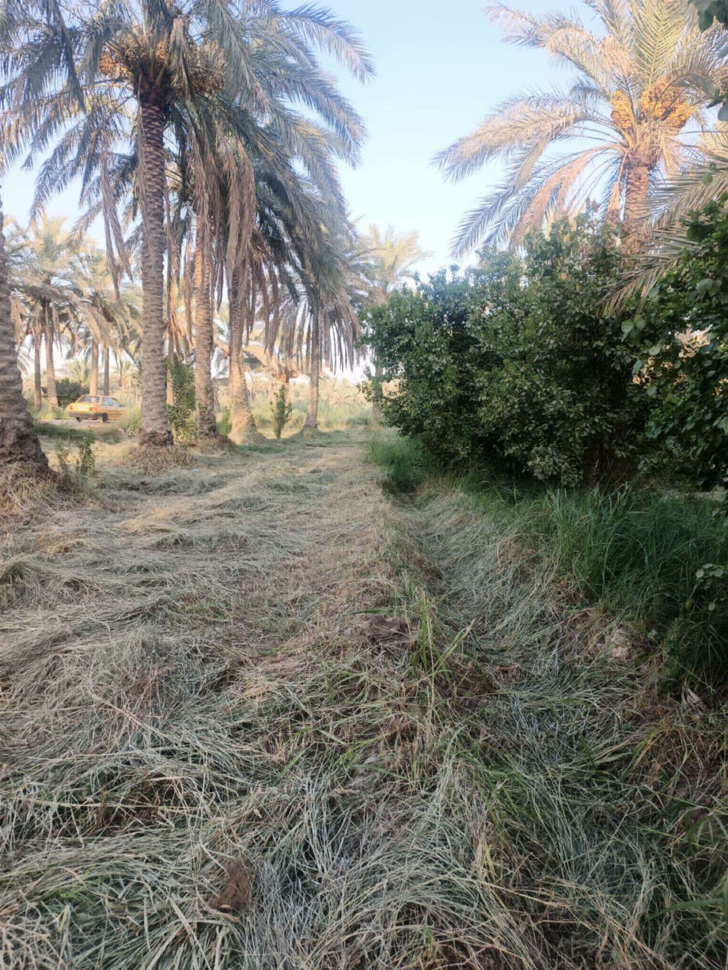 ارض سند 25 للبيع