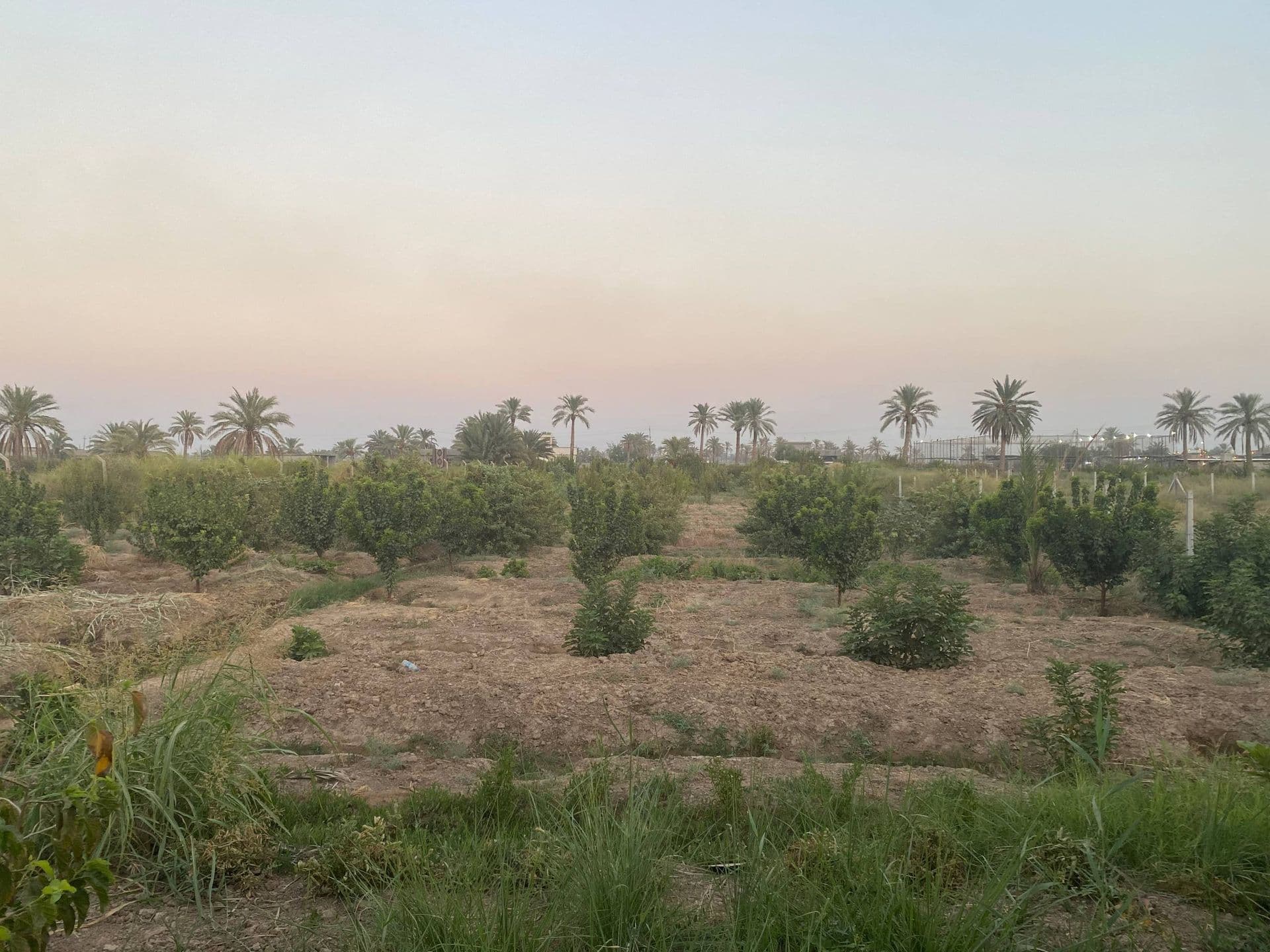 بستان زراعية للبيع - 2