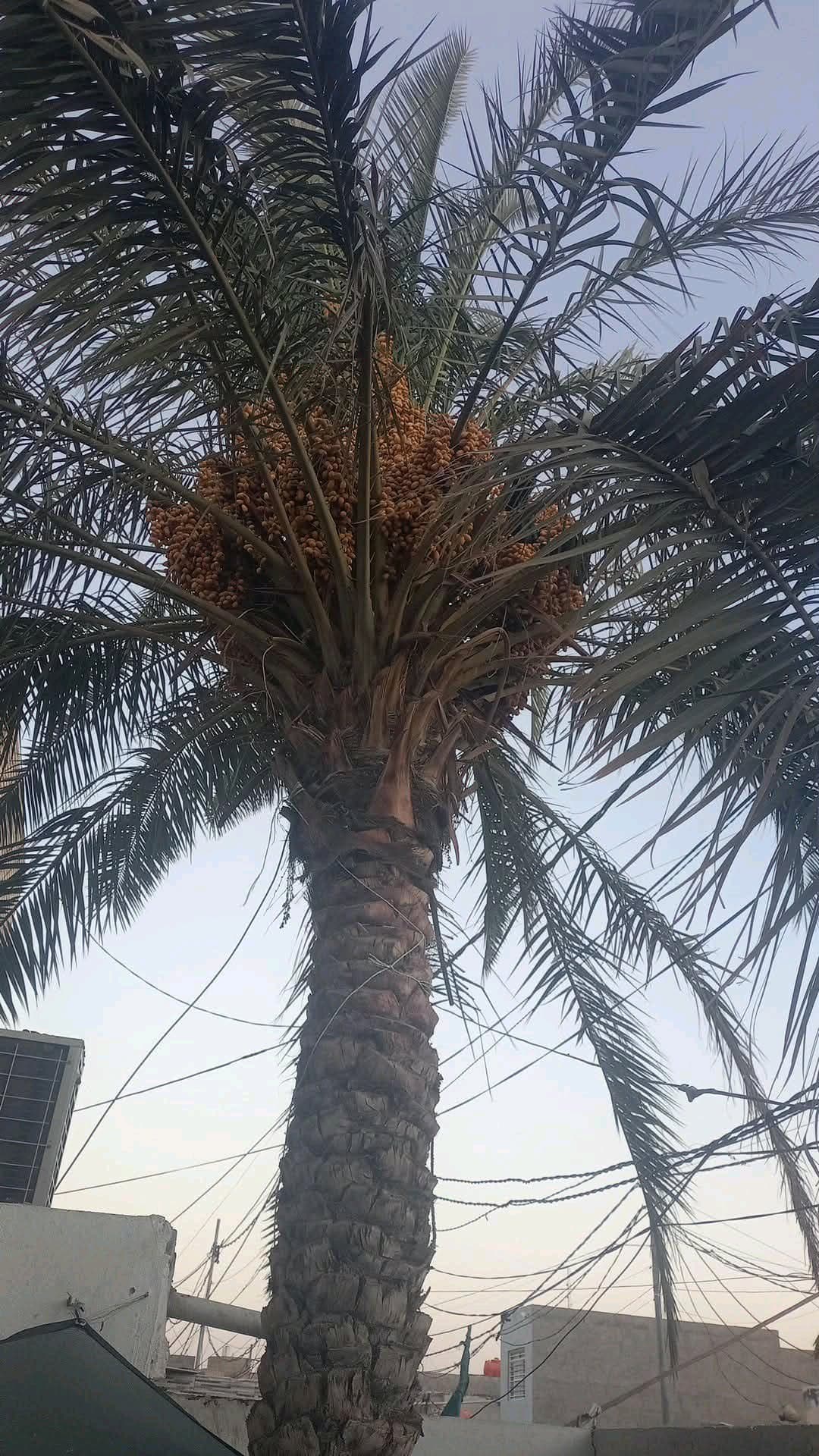 كوفه حي ميسان قطاع 23